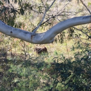 Vombatus ursinus at Tennent, ACT - 16 May 2023