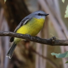 Eopsaltria australis (Eastern Yellow Robin) at Gigerline Nature Reserve - 16 May 2023 by RodDeb