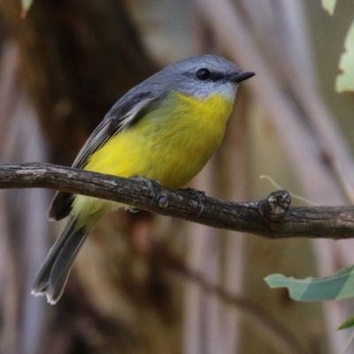 Eopsaltria australis (Eastern Yellow Robin) at Gigerline Nature Reserve - 16 May 2023 by RodDeb