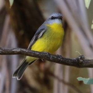 Eopsaltria australis at Tennent, ACT - 16 May 2023