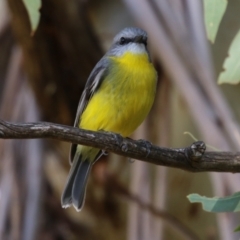 Eopsaltria australis at Tennent, ACT - 16 May 2023