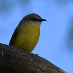 Eopsaltria australis at Tennent, ACT - 16 May 2023 01:33 PM