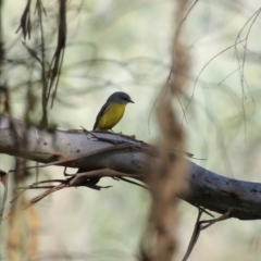 Eopsaltria australis at Tennent, ACT - 16 May 2023