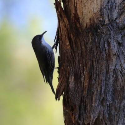 Cormobates leucophaea (White-throated Treecreeper) at Gigerline Nature Reserve - 16 May 2023 by RodDeb