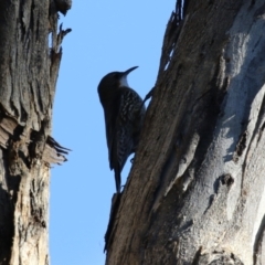 Cormobates leucophaea at Tennent, ACT - 16 May 2023 02:12 PM