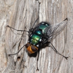 Unidentified Bristle Fly (Tachinidae) at Ormiston, QLD - 13 May 2023 by TimL