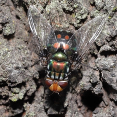 Rutilia (Rutilia) sp. (genus & subgenus) (Bristle fly) at Ormiston, QLD - 14 May 2023 by TimL