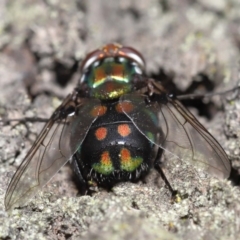 Rutilia (Rutilia) sp. (genus & subgenus) at Ormiston, QLD - 14 May 2023 09:45 AM