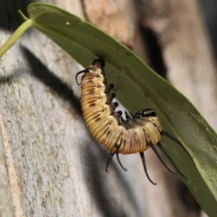 Euploea corinna (Common Crow Butterfly, Oleander Butterfly) at Wellington Point, QLD - 2 May 2023 by TimL