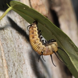 Euploea corinna at Wellington Point, QLD - 2 May 2023 02:15 PM