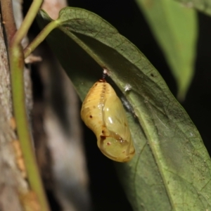 Euploea corinna at Wellington Point, QLD - 2 May 2023 02:15 PM