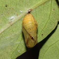 Euploea corinna at Wellington Point, QLD - 2 May 2023 02:15 PM