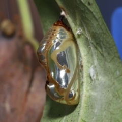 Euploea corinna at Wellington Point, QLD - 2 May 2023 02:15 PM