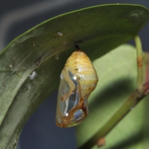 Euploea corinna at Wellington Point, QLD - 2 May 2023 02:15 PM