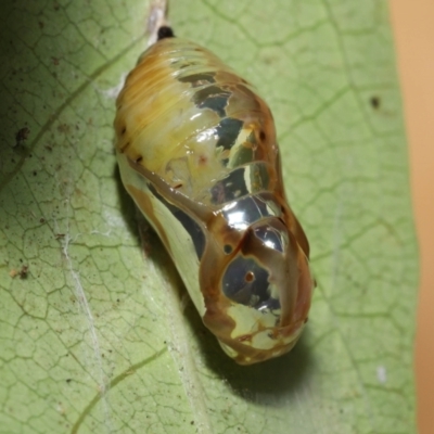 Unidentified Nymph (Nymphalidae) at Wellington Point, QLD - 13 May 2023 by TimL