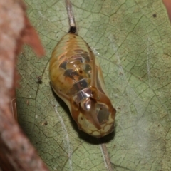 Euploea corinna at Wellington Point, QLD - 13 May 2023 07:57 PM