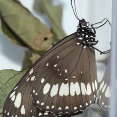 Euploea corinna at Wellington Point, QLD - 13 May 2023 07:57 PM