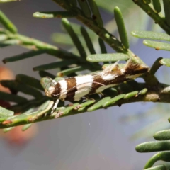 Macrobathra desmotoma ( A Cosmet moth) at O'Connor, ACT - 9 Mar 2023 by ConBoekel