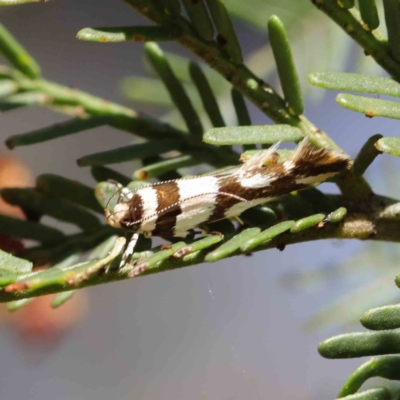 Macrobathra desmotoma ( A Cosmet moth) at O'Connor, ACT - 8 Mar 2023 by ConBoekel