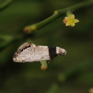 Eupselia melanostrepta at O'Connor, ACT - 9 Mar 2023