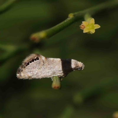 Eupselia melanostrepta (A Twig moth) at Dryandra St Woodland - 8 Mar 2023 by ConBoekel