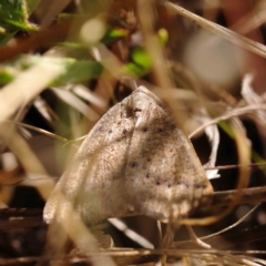 Authaemon stenonipha (Pale-bordered Cape-moth (Ennominae)) at O'Connor, ACT - 9 Mar 2023 by ConBoekel