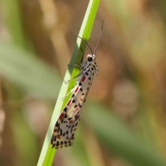 Utetheisa (genus) (A tiger moth) at O'Connor, ACT - 9 Mar 2023 by ConBoekel