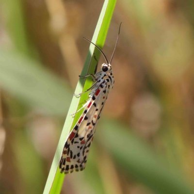 Utetheisa (genus) (A tiger moth) at O'Connor, ACT - 9 Mar 2023 by ConBoekel