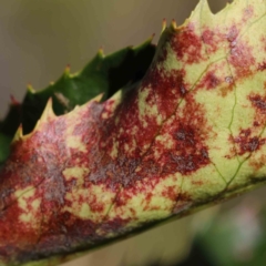 Unidentified Fungal galls, other rusts, leaf spots, etc at Dryandra St Woodland - 8 Mar 2023 by ConBoekel