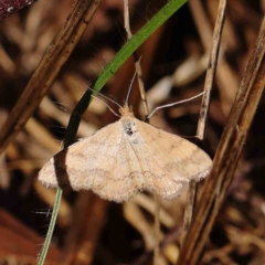 Scopula rubraria (Reddish Wave, Plantain Moth) at Dryandra St Woodland - 8 Mar 2023 by ConBoekel