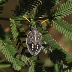 Pentatomidae (family) (Shield or Stink bug) at Dryandra St Woodland - 8 Mar 2023 by ConBoekel