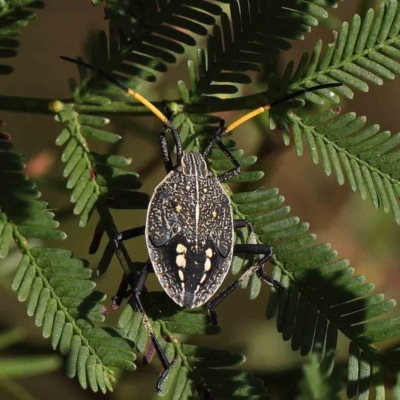 Pentatomidae (family) (Shield or Stink bug) at Dryandra St Woodland - 8 Mar 2023 by ConBoekel