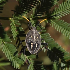 Pentatomidae (family) (Shield or Stink bug) at O'Connor, ACT - 8 Mar 2023 by ConBoekel