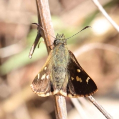 Dispar compacta (Barred Skipper) at O'Connor, ACT - 8 Mar 2023 by ConBoekel