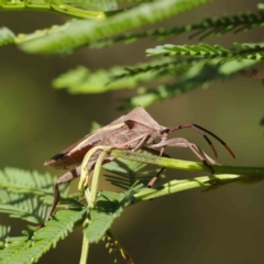 Mictis profana (Crusader Bug) at Dryandra St Woodland - 8 Mar 2023 by ConBoekel