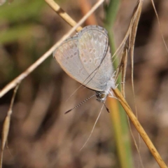 Zizina otis (Common Grass-Blue) at O'Connor, ACT - 9 Mar 2023 by ConBoekel