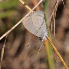 Zizina otis (Common Grass-Blue) at O'Connor, ACT - 8 Mar 2023 by ConBoekel