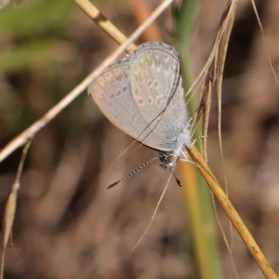 Zizina otis (Common Grass-Blue) at O'Connor, ACT - 8 Mar 2023 by ConBoekel