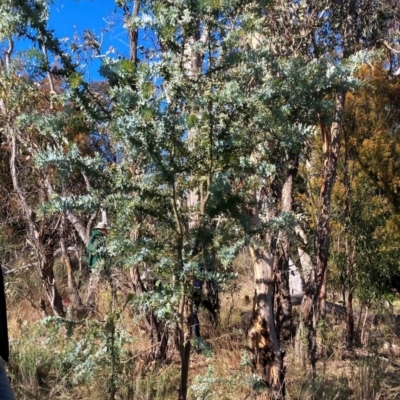 Acacia baileyana (Cootamundra Wattle, Golden Mimosa) at Mount Majura - 15 May 2023 by waltraud