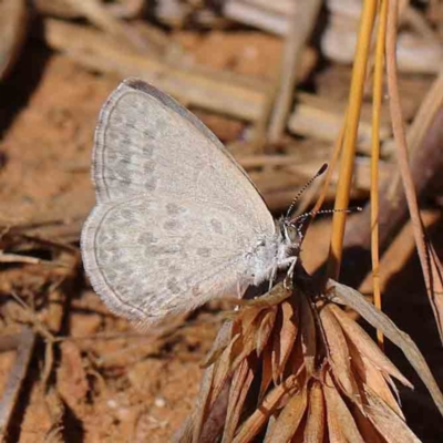 Zizina otis (Common Grass-Blue) at Dryandra St Woodland - 8 Mar 2023 by ConBoekel