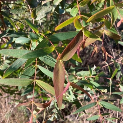 Eucalyptus aggregata (Black Gum) at Mount Majura - 15 May 2023 by waltraud