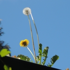 Taraxacum sp. (Dandelion) at Conder, ACT - 9 Nov 2022 by michaelb