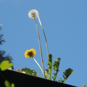 Taraxacum sp. at Conder, ACT - 10 Nov 2022