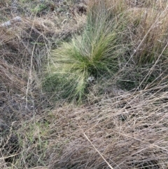 Nassella trichotoma (Serrated Tussock) at The Fair, Watson - 15 May 2023 by waltraud