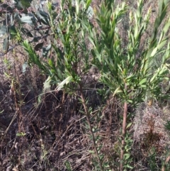 Styphelia triflora (Five-corners) at Watson, ACT - 15 May 2023 by waltraud