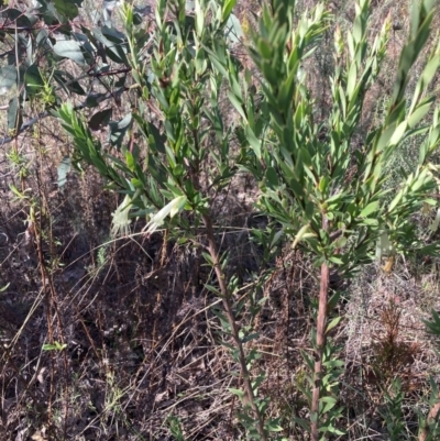 Styphelia triflora (Five-corners) at Watson, ACT - 15 May 2023 by waltraud