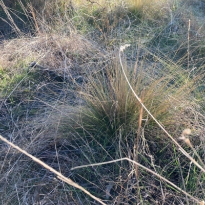 Nassella trichotoma (Serrated Tussock) at The Fair, Watson - 15 May 2023 by waltraud