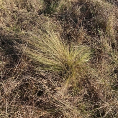 Nassella trichotoma (Serrated Tussock) at The Fair, Watson - 15 May 2023 by waltraud