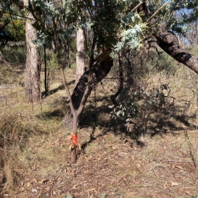 Acacia baileyana (Cootamundra Wattle, Golden Mimosa) at Mount Majura - 15 May 2023 by waltraud
