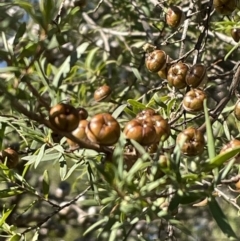 Leptospermum (genus) (Tea Tree) at Narrawa, NSW - 11 May 2023 by JVR